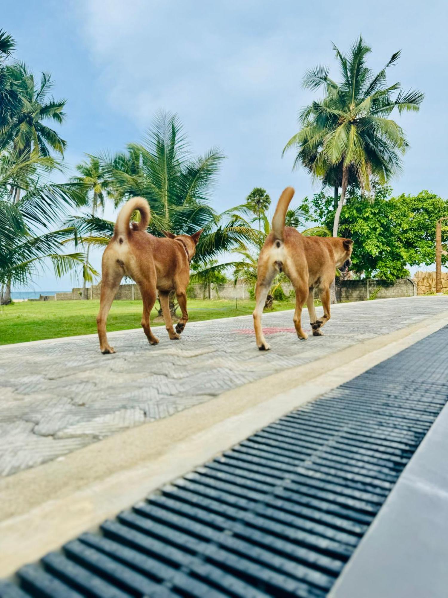 108 Palms Beach Resort Trincomalee Εξωτερικό φωτογραφία